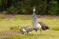 Female peahen with peachick at her side. Cornwall, england Royalty Free Stock Photo