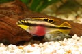 Female Pelvicachromis pulcher kribensis cichlid Aquarium fish Royalty Free Stock Photo