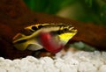 Female Pelvicachromis pulcher kribensis cichlid Aquarium fish Royalty Free Stock Photo