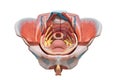 Female pelvis . Reproduction system anatomy