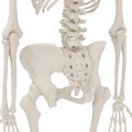 Female Pelvis Skeleton on white. 3D illustration