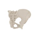 Female Pelvis Skeleton on white. 3D illustration