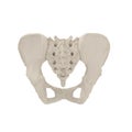 Female Pelvis Skeleton on white. 3D illustration