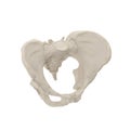 Female Pelvis Skeleton on white. 3D illustration