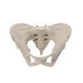 Female Pelvis Skeleton on white. Front view. 3D illustration Royalty Free Stock Photo