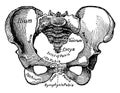 Female Pelvis, vintage illustration