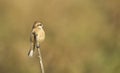 Female Penduline Tit on a Reed