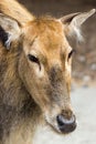 Female Pere Davids deer, summer hot day