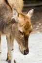 Female Pere Davids deer, summer hot day