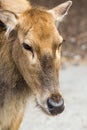 Female Pere Davids deer, summer hot day