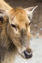 Female Pere Davids deer, summer hot day