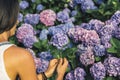 Female person taking hydrangeas