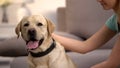 Female pet owner stroking lovely labrador retriever dog best friend, animal care