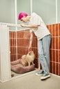 female pet sitter stroking loveable pomeranian