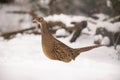 Pheasant, Phasianus colchicus, female Royalty Free Stock Photo