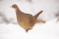 Pheasant, Phasianus colchicus, female Royalty Free Stock Photo