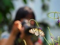 Female photographer taking a photo of a butterfly Royalty Free Stock Photo