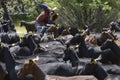 Female photographer taking photos of a flock of manchegan sheep. Royalty Free Stock Photo