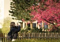 Female photographer taking a picture of a stunning flowering tree in a public park