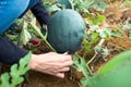 Female picking watermelon in the field