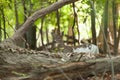 Female Piebald Whitetailed Deer Royalty Free Stock Photo