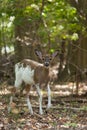 Female Piebald Whitetailed Deer Royalty Free Stock Photo