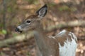 Female Piebald Whitetailed Deer Royalty Free Stock Photo