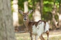 Female Piebald Whitetailed Deer Royalty Free Stock Photo