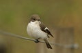 A female Pied Flycatcher Ficedula hypoleuca. Royalty Free Stock Photo