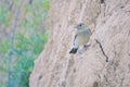 Female Pied Wheatear Royalty Free Stock Photo