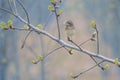 Pied Wheatear Royalty Free Stock Photo