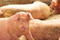 A female pig Royalty Free Stock Photo