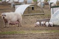 Female Pig With Baby Piglets Outdoors On Livestock Farm