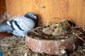 Female pigeon in a cage with her nest and two squabs Royalty Free Stock Photo