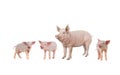 Female pig and piglet isolated