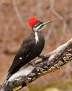 Female Pileated Woodpecker portrait, Dryocopus pileatus