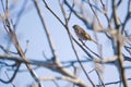 Female Pine Bunting