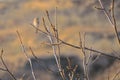 Female Pine Bunting