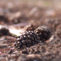 Female pine cone laying on the ground