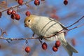 Female Pine Grosbeak