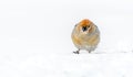 Female Pine Grosbeak