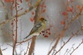 Female Pine Grosbeak, Pinicola enucleator, in colorful Crabapples