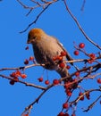 Female Pine Grossbeak