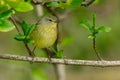 Orange-crowned Warbler - Leiothlypis celata