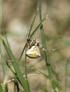 Female of Pink crab spider