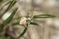 Female of Pink crab spider (Thomisus onustus)