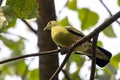 A female pink necked green pigeon, Treron vernans