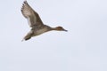 Female Pintail duck in flight, wings back, against blue sky Royalty Free Stock Photo