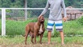 female pitbull A complete large breed mother alongside the man, a brown and white pit bull in a dog breeding farm in Thailand