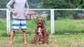 female pitbull A complete large breed mother alongside the man, a brown and white pit bull in a dog breeding farm in Thailand